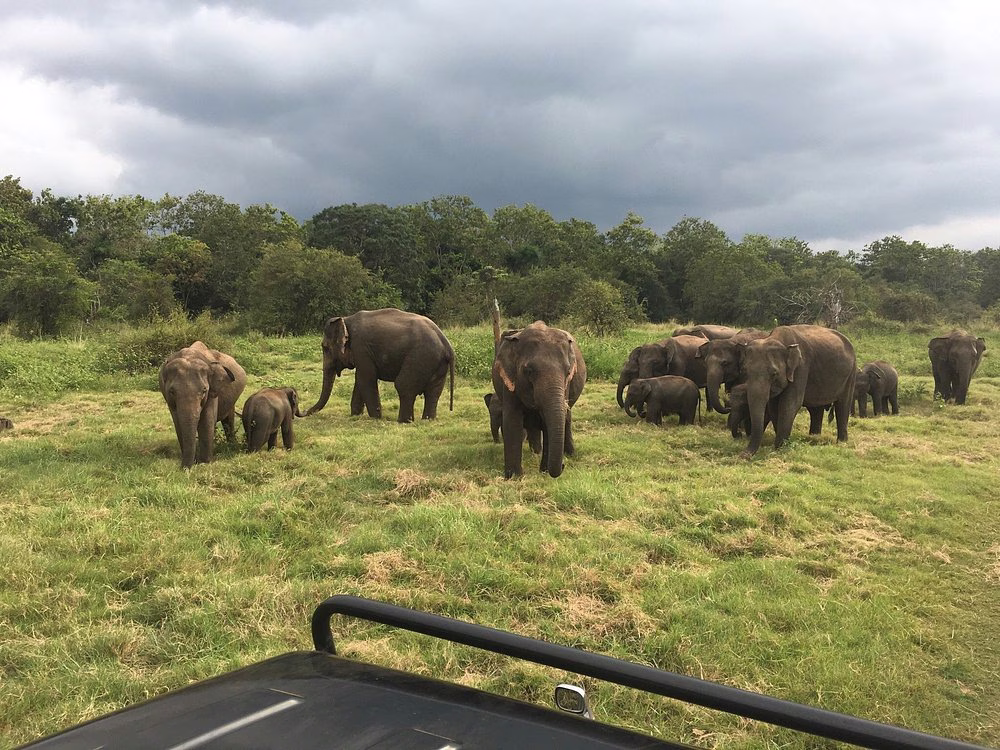 Safari guides at work